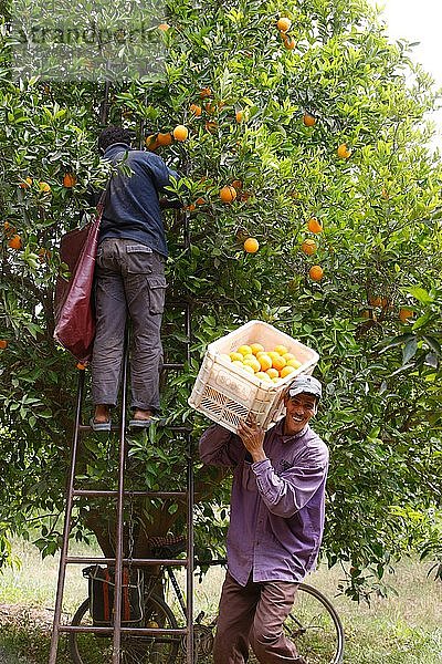 Orangenernte  Marokko