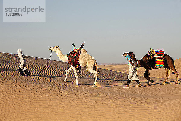 Kameltreiber in der Wüste Sahara