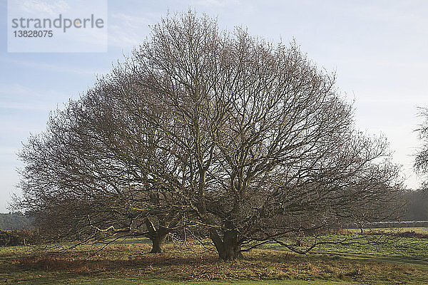 Kleine Eichen (Quercus robur) auf einer winterlichen Heidefläche  Tunstall Common  Suffolk  England