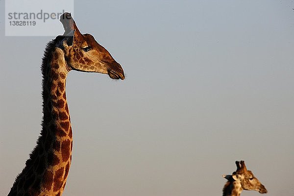 Madikwe Wildreservat  Safari  Giraffen  Südafrika.