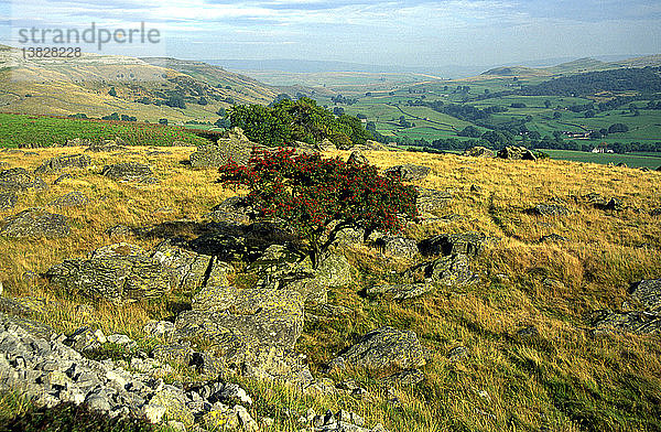 Norber Gletscherschutt  Kalksteinlandschaft  Nationalpark Yorkshire Dales  England