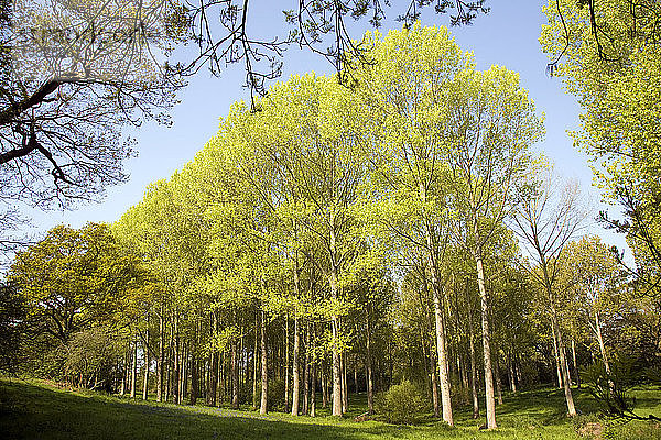 Populus tremula Espe in feuchtem Gelände bei Kirton Suffolk  England