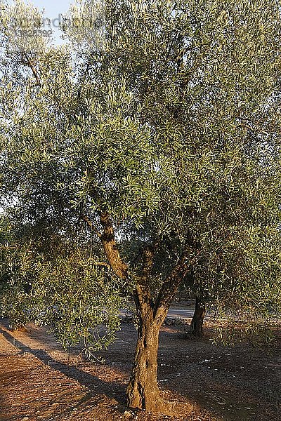 Olivenbaum  Martano  Italien.
