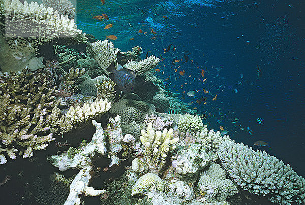 Dreifleck-Dascyllus mit Meeresgoldies  Pseudanthias squammipinnis  zwischen Steinkorallen Great Barrier Reef  Queensland  Australien