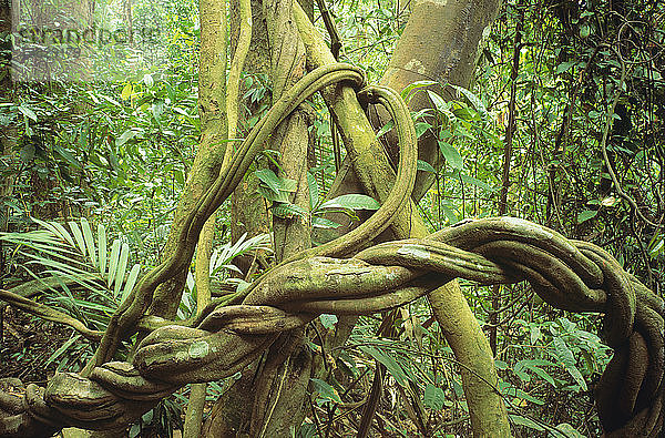 Primärer dipterokarper Wald Bukit Timah Nature Reserve  Singapur