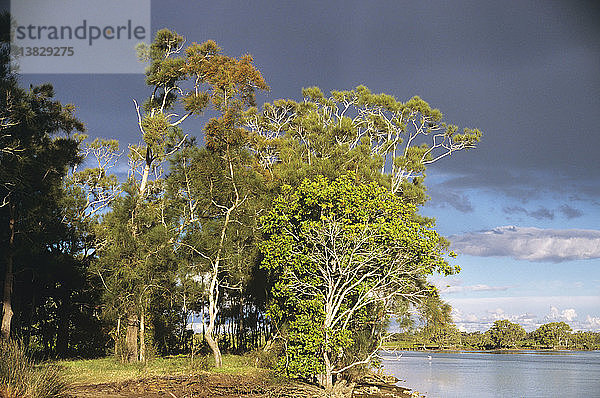 Tuckeroo und  dahinter  Sumpf-Sheoak  Casuarina glauca  Clybucca Creek  Mündung des Macleay River  New South Wales  Australien