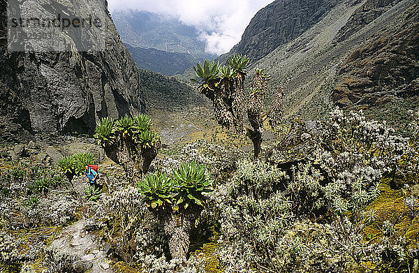 Trekking zum Kitandara-See mit riesiger Alpenflora  Rwenzori-Gebirge  Uganda