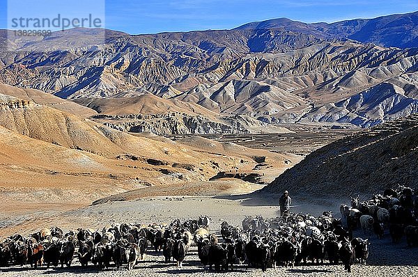 Pashminaschafe in Mustang  Lo-Manthang  Nepal.