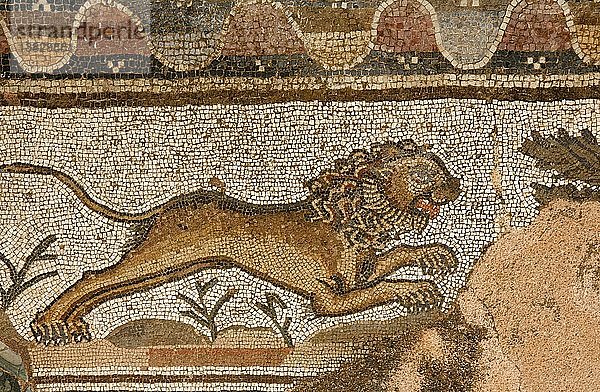 Löwenmosaik im archäologischen Park von Paphos  Paphos  Zypern.