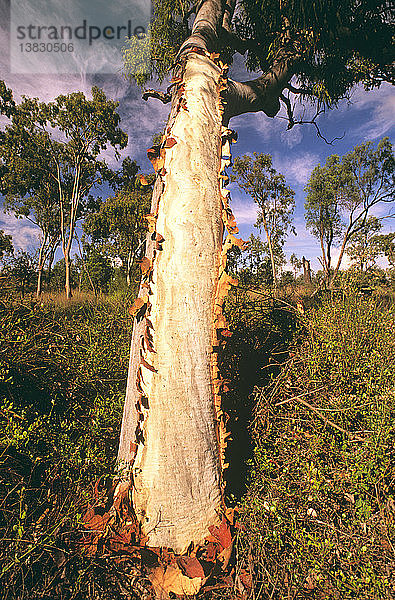 Cabbage Gum mit freiliegender Innenrinde in offenem Gum  Bloodwood  Goonderoo Bush Heritage Reserve  nahe Emerald  Queensland  Australien