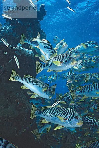 Goldman-Süßlippen nördliches Great Barrier Reef  Queensland  Australien