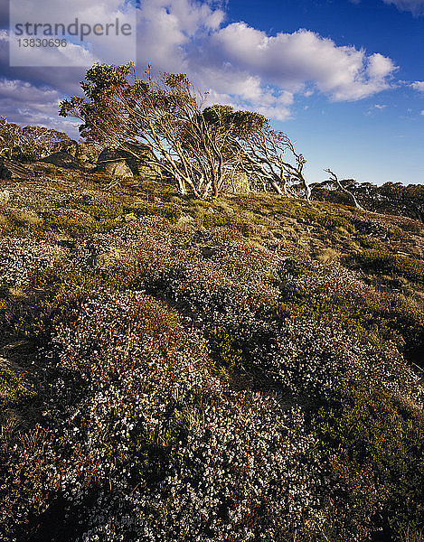 Frühlingsblumen auf dem Gipfel des Mount Bimberi Kosciuszko National Park  New South Wales  Australien
