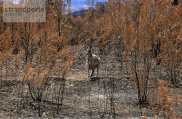 Östliches Graues Känguru  Macropus giganteus  Überlebender der verheerenden Buschbrände  sucht Wochen später nach grüner Beute  Tidbinbilla Nature Reserve  Australian Capital Territory  Australien