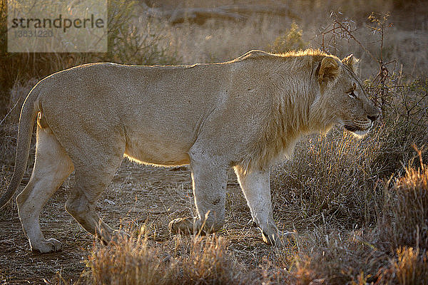 Madikwe-Wildreservat