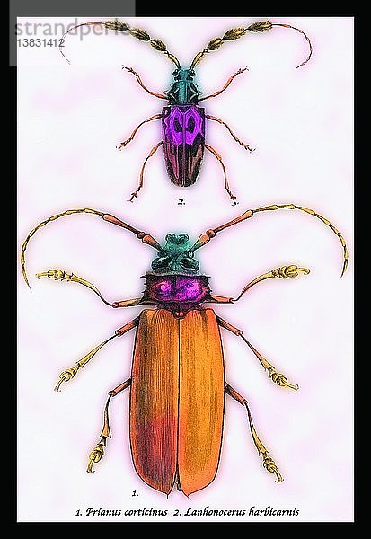 Käfer: Prianus Corticinus und Lanhonocerus Harbicarnis #1 1830