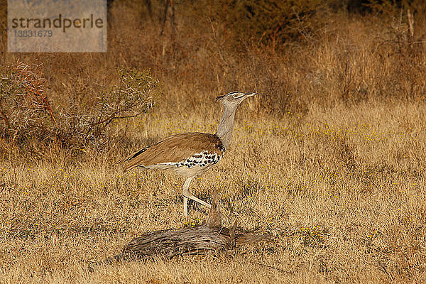 Madikwe-Wildreservat