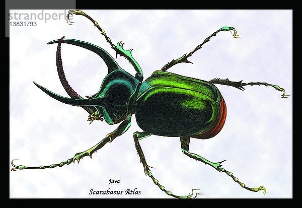 Käfer: Scarabaeus Atlas von Java #1 1830