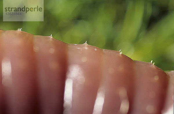 Squirter Regenwurm  Didymogaster sylvaticus  Detail der Borsten  heimisch an der Küste von New South Wales  Australien