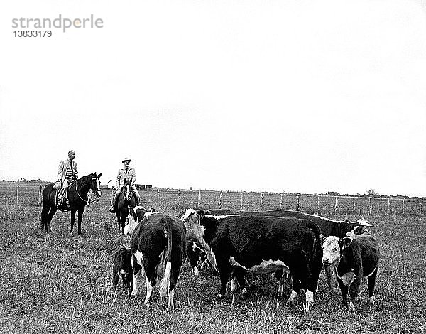 Johnson City  Texas: 1964 Der gewählte Präsident Lyndon Johnson und sein gewählter Vizepräsident Hubert Humphrey entspannen sich bei einem Ausritt auf der LBJ-Ranch in Texas.