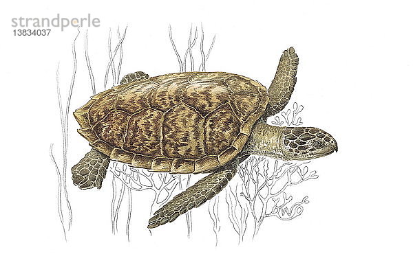 Eine Illustration einer Echten Karettschildkröte im Meer.