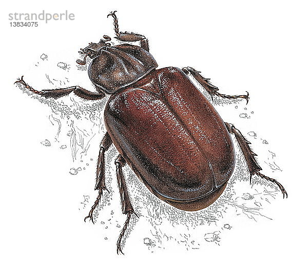 Illustration eines Eremiten-Käfers.