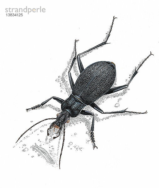 Illustration eines Carabus arcensis-Käfers.