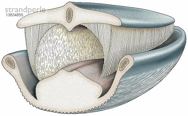 Illustration eines Bartenwalgeräts.