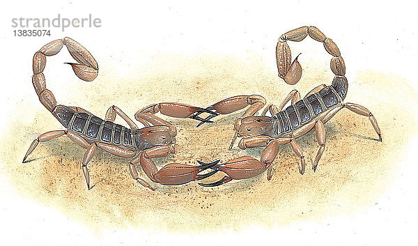 Skorpione bei einem Paarungsritual.