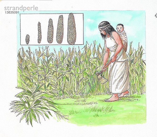 Fünftausend Jahre Ackerbau haben aus dem wilden Mais den modernen Mais gemacht. Die frühesten Maiskolben aus dem Tehuacan-Tal waren nur einen Zentimeter lang und wurden für Lebensmittel und zur Bierherstellung verwendet.