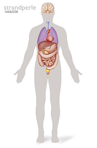 Frontale Darstellung der Organe des Menschen. Zu sehen sind das Gehirn  die Brustorgane (Atmungsorgane  Herz) und die Organe der Bauchhöhle (Verdauungsorgane und männliche Harnwege).