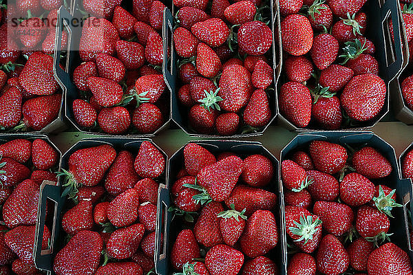 Erdbeeren zum Verkauf auf einem Straßenmarkt. Frankreich.