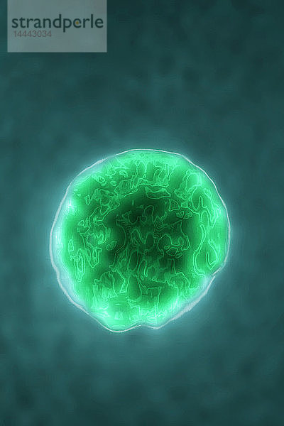Picornavirus (Picornavirid)  verantwortlich für: Erkältungen  Gastroenteritis  Poliomyelitis und Meningitis. Bild aus einer transmissionselektronenmikroskopischen Aufnahme.