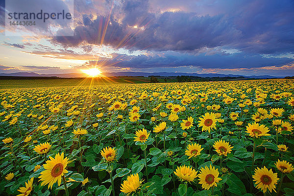 Hokkaido  Japan