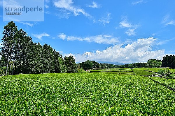 Präfektur Shizuoka  Japan