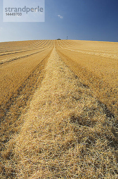 Geerntetes Feld