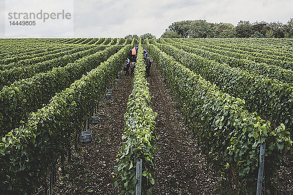 Blick entlang der Reihen von Weinstöcken auf einem Weinberg  in dessen Mitte Menschen Trauben pflücken.