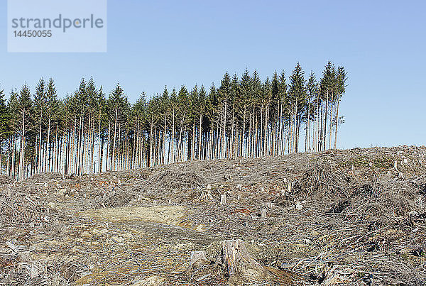 Kleiner Baumbestand auf der Stirn eines Hügels  umgeben von ausgedehnten Kahlschlägen  Abholzung von Wald in einem Nationalwald.