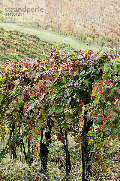 Weinreben in Herbstfarbe