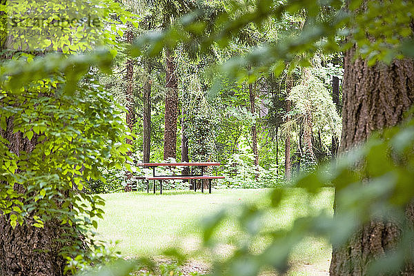 Picknick-Tisch im Wald