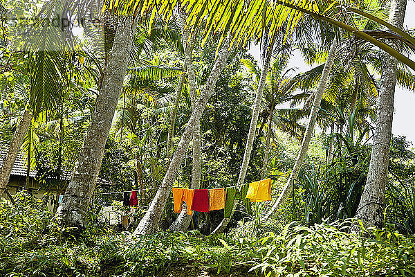 Wäschetrocknen im Dschungel