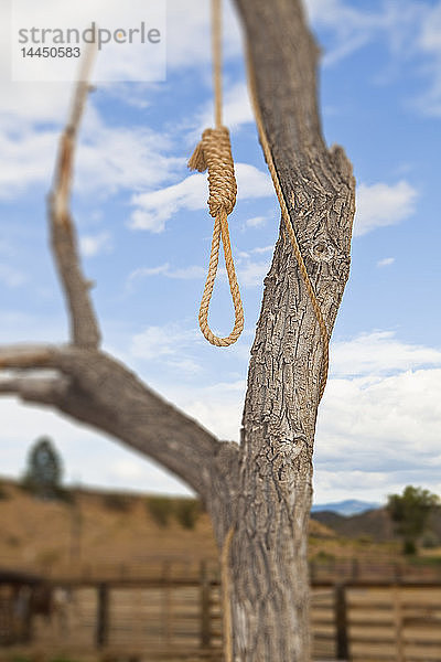 Henkerschlinge im Baum