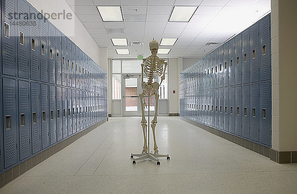 Skelett im Flur der High School