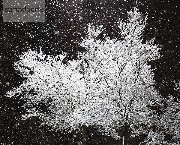 Frisch gefallener Schnee und ein beleuchteter Baum