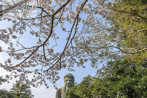 Buddhastatue und Kirschblüten  Kamakura  Japan.