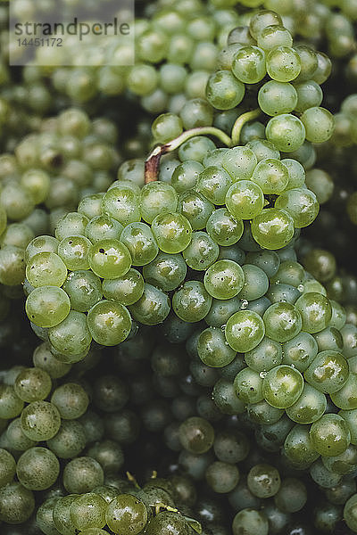 Nahaufnahme von frisch gepflückten grünen Trauben in einem Weinberg in einem hohen Winkel.