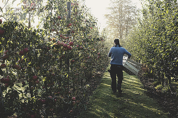 Rückansicht eines Mannes  der im Apfelgarten geht und Holzkisten trägt. Apfelernte im Herbst.