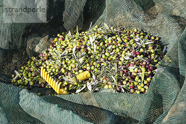 Frisch gepflückte Oliven