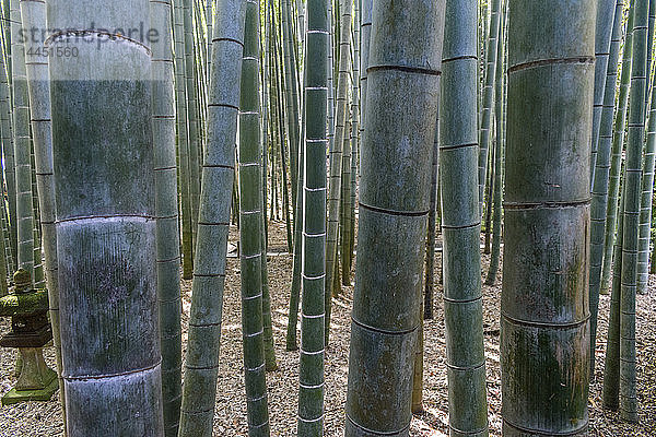 Nahaufnahme von Bambuspflanzen  Bambuswald  Japan.