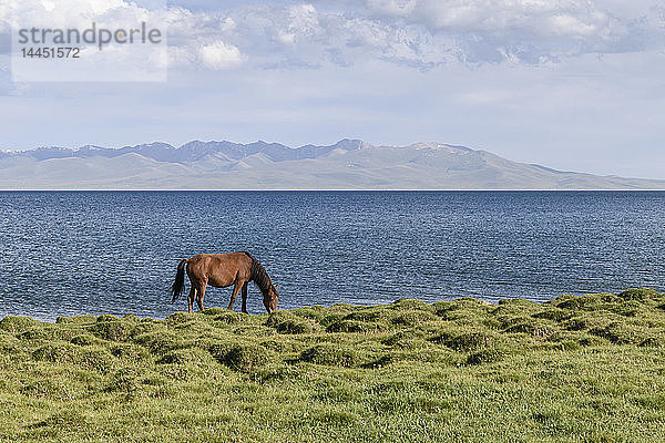 Pferd grast in der Nähe eines Sees in Song kul  Kirgisistan.