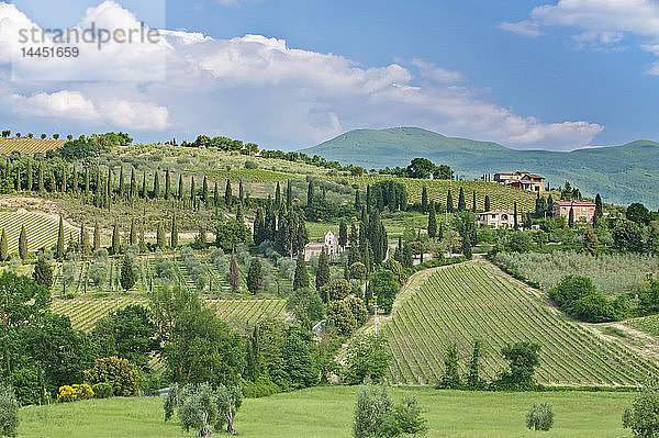 Ansicht einer hügeligen grünen Landschaft  Toskana  Italien